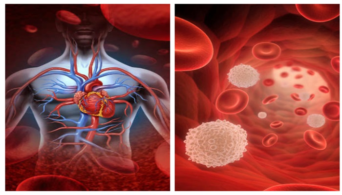 शरीर की आर्मी है WBC, इसके बारे में सबकुछ जान लीजिए, बीमारियों की सर्जिकल स्ट्राइक से बच आएंगे आप
