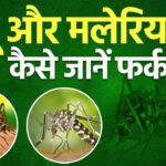 लगातार बढ़ रहे हैं डेंगू-मलेरिया के मामले, लक्षण एक जैसे लेकिन दोनों ही घातक! संभल जाइये