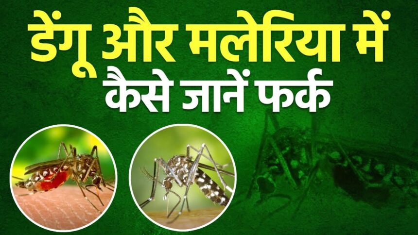 लगातार बढ़ रहे हैं डेंगू-मलेरिया के मामले, लक्षण एक जैसे लेकिन दोनों ही घातक! संभल जाइये