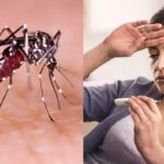 देश में बढ़ रहे Dengue और Malaria के केस, दोनों के लक्षण बिल्कुल एक जैसे; ऐसे पहचाने अंतर