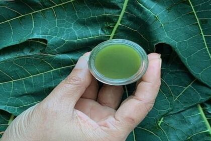 Dengue and Papaya leaf juice: डेंगू में कितना फायदेमंद है पपीते के पत्ते का जूस? आज जान लीजिए