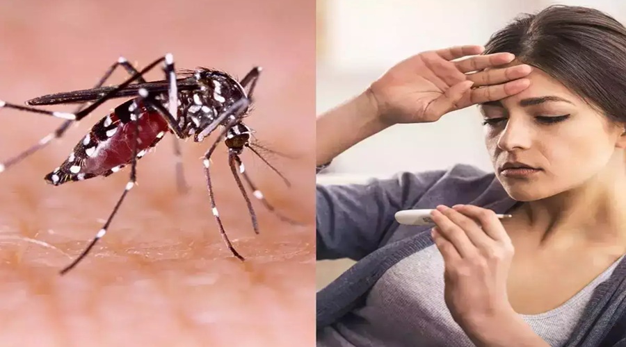 गर्मियों में भी बढ़ता है Malaria का कहर, इस गंभीर बीमारी से ऐसे करें अपना बचाव