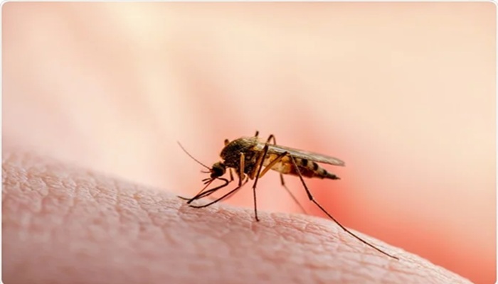 World Malaria Day: मलेरिया से बचाव के लिए जरूरी है सही जानकारी, न करें ये गलतियां