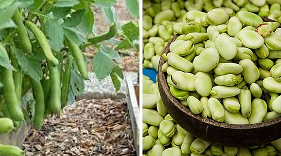 फावा बीन्स से सेहत को मिलते हैं चौतरफा फायदे, जानिए कैसे?