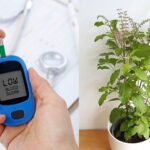 Diabetes ही नहीं, पथरी जैसी बीमारियों में भी फायदा पहुंचाते हैं तुलसी के पत्ते; ऐसे करें प्रयोग
