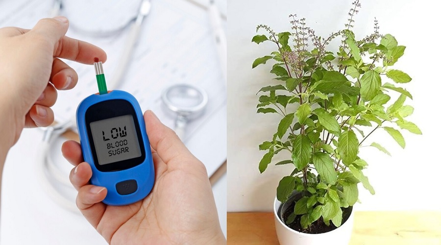Diabetes ही नहीं, पथरी जैसी बीमारियों में भी फायदा पहुंचाते हैं तुलसी के पत्ते; ऐसे करें प्रयोग