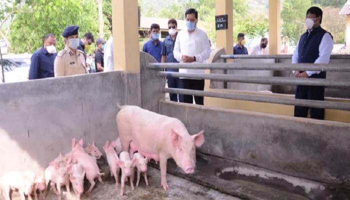 असम के गांव में मिला African Swine Fever, कई प्रतिबंध लगे; जानें कितना खतरनाक है ये?