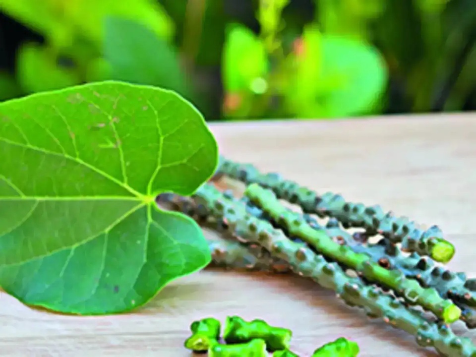 How to Use Giloy: इसके इस्तेमाल से निखर जाएगा आपका चेहरा, जानें इसके फायदे और उपयोग का तरीका