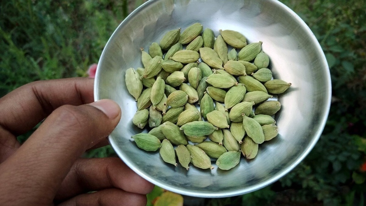 7 दिन तक खाएं हरी इलायची, मिलेंगे ये छह चमत्कारी फायदे