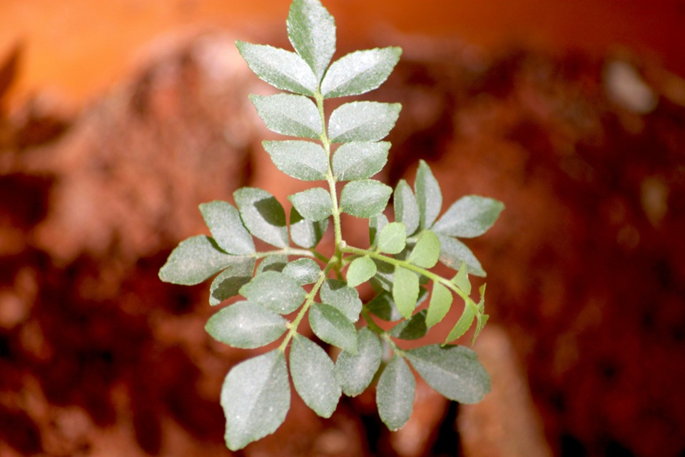 Curry Leaf: सुबह खाली पेट क्यों चबाना चाहिए करी पत्ता? जानिए 4 बड़ी वजह