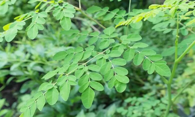 सहजन की पत्तियों में छिपा है सेहत का राज, इन बीमारियों में है अमृत समान
