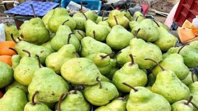 बाबूगोशा खाने से मिलते हैं कई फायदे, इस रसीले फल में पाया जाता है ये वाला विटामिन
