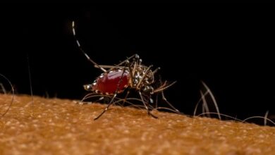 Chikungunya Symptoms: बरसात में बढ़ते हैं चिकनगुनिया के मामले, जानें अपनी सेहत को कैसे संभाले