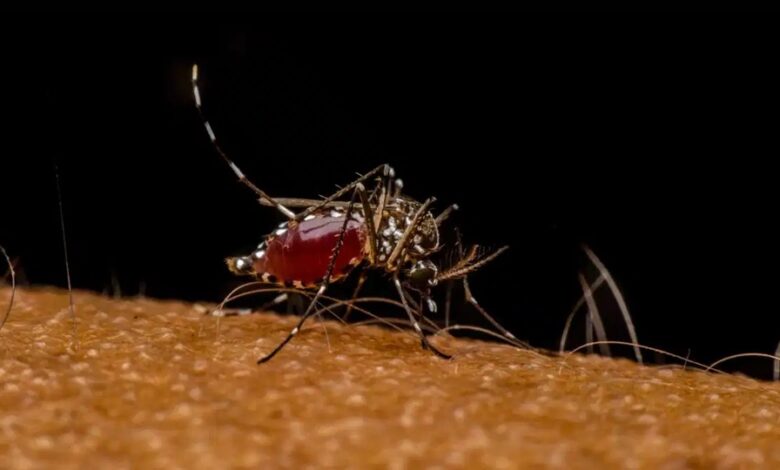 Chikungunya Symptoms: बरसात में बढ़ते हैं चिकनगुनिया के मामले, जानें अपनी सेहत को कैसे संभाले