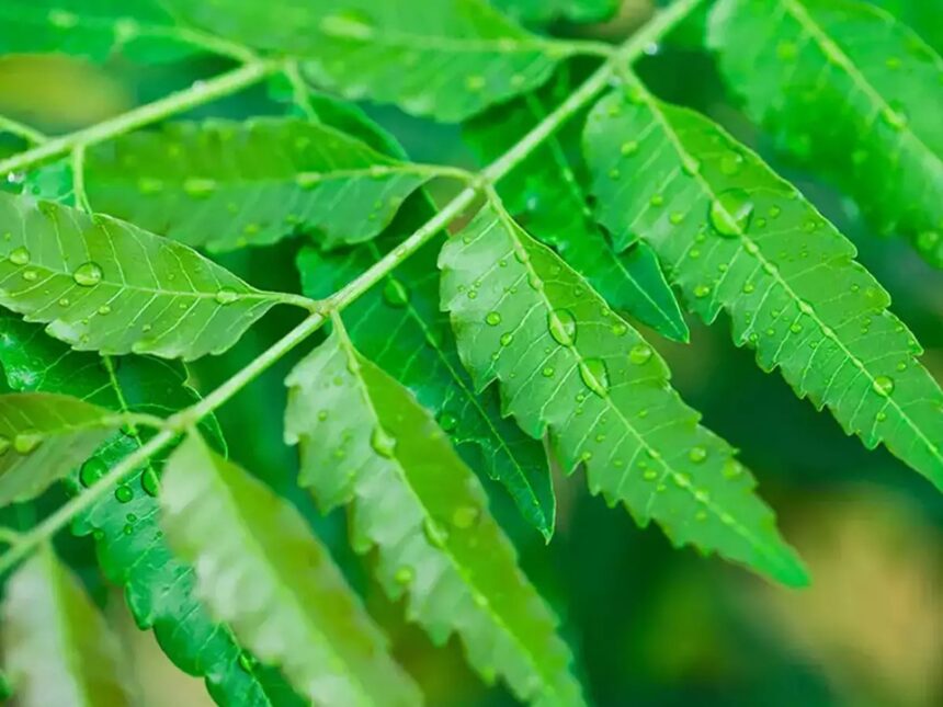 सेहत के लिए वरदान है ये औषधि, इसके सेवन से शरीर को मिलेंगे फायदे ही फायदे