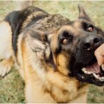Rabies Risk: सालाना 6 हजार लोगों को होती है मौत; जानें कैसे रहें सुरक्षित?