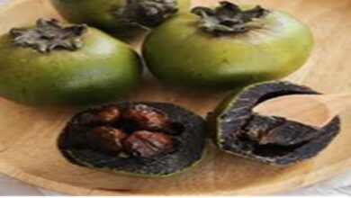 Roasted Guava में छिपा है पोषक तत्वों का खज़ाना, शरीर हो जायेगा इसका दीवाना