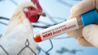 Bird Flu in UP: सीएम के निर्देश- प्राणी उद्यानों में कड़ी निगरानी एवं सतर्कता बरती जाए