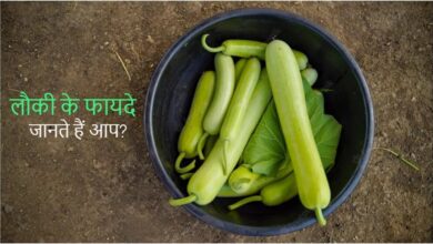 Bottle Gourd: लौकी खाने से कौन सी बीमारी दूर होती है, जानिए और खाना शुरू कीजिए