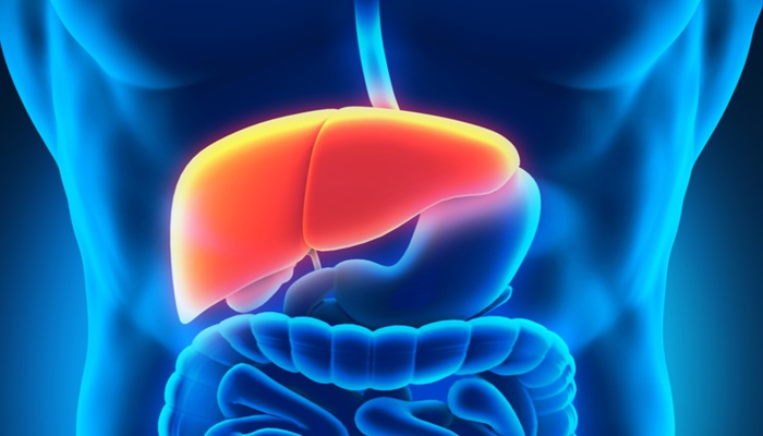 Liver Detox: इन आयुर्वेदिक जड़ी-बूटियों को अपनाएँ, लिवर को डिटॉक्स करने में मदद पायें