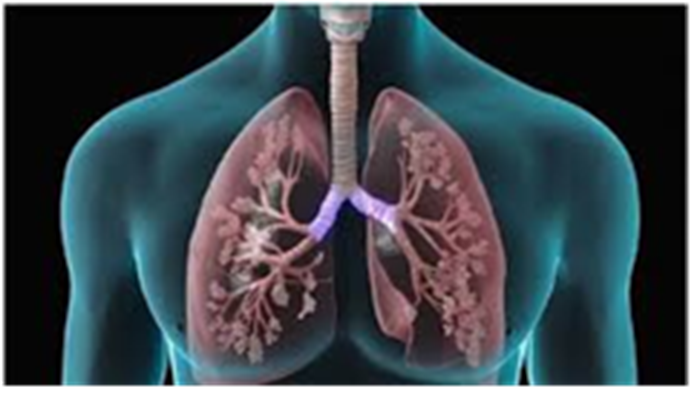 Lungs Care: आपके किचन में ही हैं लंग्स को हेल्दी बनाने वाली ये चीजें, जानिए इनके बारे में