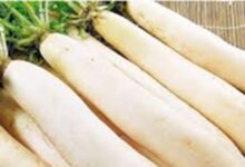 Radish: कई विटामिन्स का अच्छा स्रोत है मूली, जानिए किन बीमारियों में है ये फायदेमंद