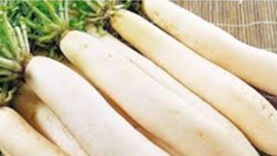 Radish: कई विटामिन्स का अच्छा स्रोत है मूली, जानिए किन बीमारियों में है ये फायदेमंद