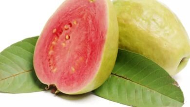 Health Tips: जानिए, कब अमरूद खाना सेहत के लिए सबसे ज्यादा होता है फायदेमंद?