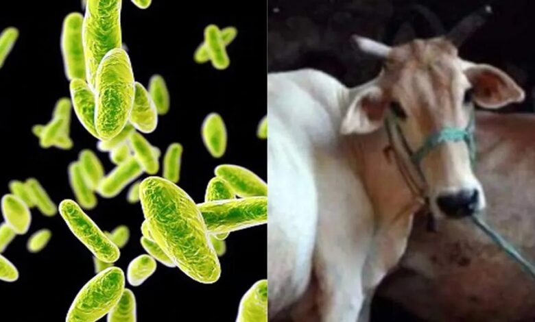 Brucella Virus: जानवरों से सीधे इंसानों में पहुंच रहा ये खतरनाक इन्फेक्शन, हो जाएं अलर्ट!