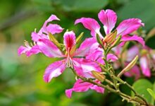 Thyroid: इन पत्तियों में छुपा है थायराइड से लेकर हार्मोनल प्रॉब्लम तक सबका इलाज