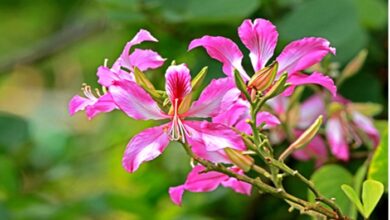 Thyroid: इन पत्तियों में छुपा है थायराइड से लेकर हार्मोनल प्रॉब्लम तक सबका इलाज