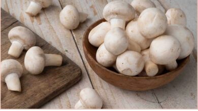 Mushroom in Winter: इस सब्जी में कूट-कूटकर भरा हैं विटामिन-D, इम्यूनिटी के लिए पावरहाउस