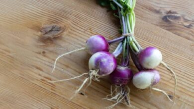 Shalgam: सर्दी में इस सब्जी को खाने से शरीर को मिलेंगे 3 चमत्कारी फायदे, जानकर हो जायेंगे हैरान