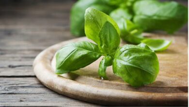 Tulsi Ka Patta: रोज चबाना शुरू कर देंगे इसे तो शरीर तो रोग कर देंगे Bye-Bye