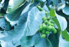 Health Tips: पाचन के लिए 'रामबाण' है ये आयुर्वेदिक औषधि, गुणों से है भरपूर