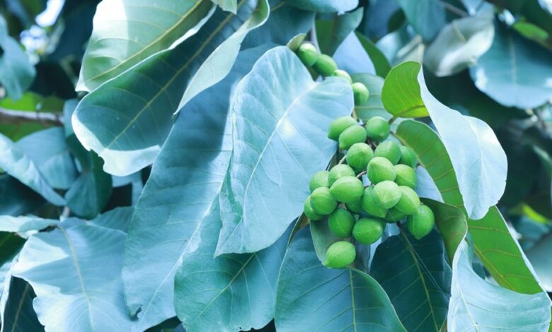 Health Tips: पाचन के लिए 'रामबाण' है ये आयुर्वेदिक औषधि, गुणों से है भरपूर