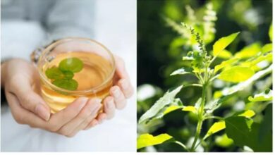 Tulsi Jal: अमृत से कम नहीं तुलसी जल, नियमित पीने से कई रोगों को रखेगा दूर