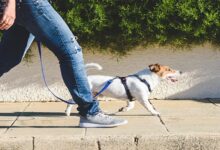 Walking: एक घंटे तक पैदल चलने के क्या फायदे हैं? यहां जानिए इसके बारे में सबकुछ