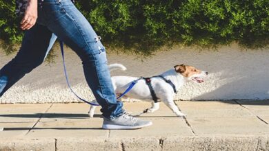 Walking: एक घंटे तक पैदल चलने के क्या फायदे हैं? यहां जानिए इसके बारे में सबकुछ