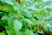 Tulsi: तुलसी के 2 पत्ते रोज खाने से क्या होता है, जानिए इसको चबाने का महत्व