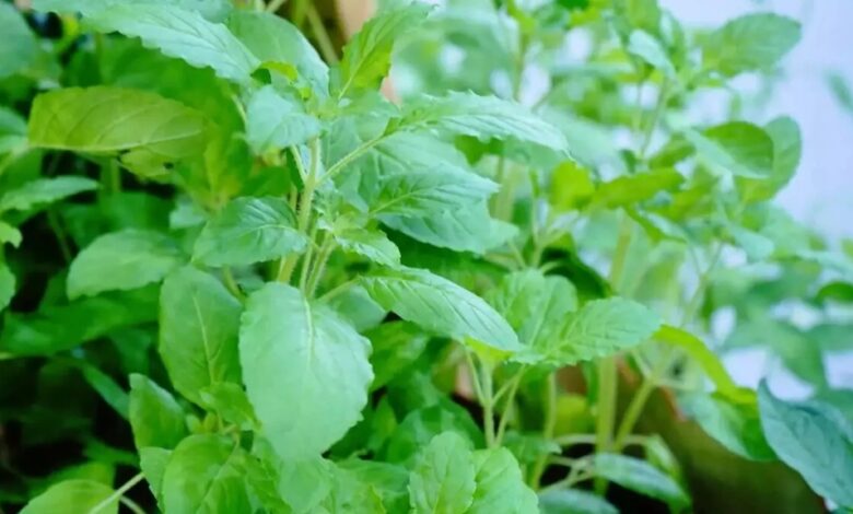 Tulsi: तुलसी के 2 पत्ते रोज खाने से क्या होता है, जानिए इसको चबाने का महत्व