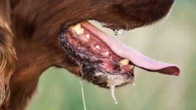 Rabies: कुत्ते ने काट लिया, अब क्या करना होगा? कौनसी लापरवाहियां बढ़ादेंगी खतरा? जानिए