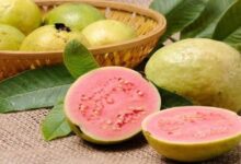 Guava: अमरूद में पाए जाते हैं कई विटामिन, जान लीजिए सर्दियों में इसे खाने के फायदे