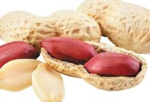 Soaked Peanuts: नाश्ते में खा लें 1 मुट्ठी भीगी हुई मूंगफली, एनर्जी से रहेंगे भरपूर