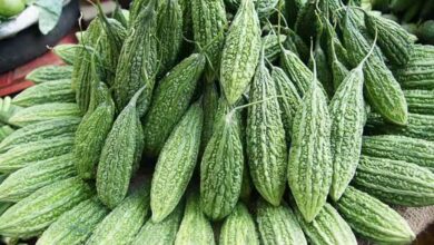 Bitter Gourd: शुगर और इंफेक्शन दोनों कम करता है करेला, इन सावधानियों का भी रखें ध्यान