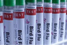 Bird Flu: फिर बढ़ने लगा कोराना से भी खतरनाक संक्रमण का खतरा! कौओं की मौत ने बढ़ाई चिंता