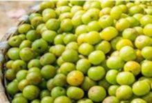 Amla Benefits: रोज करें 1-2 ताजे आंवले का सेवन, फौलाद सा मजबूत बन जाएगा शरीर