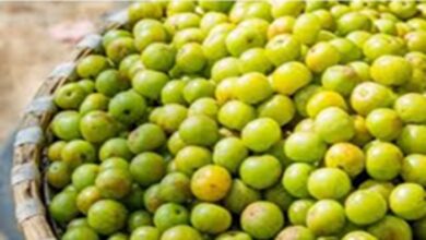 Amla Benefits: रोज करें 1-2 ताजे आंवले का सेवन, फौलाद सा मजबूत बन जाएगा शरीर