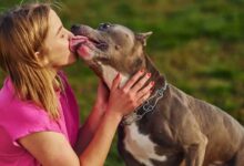 Dog Licking Side Effects: कुत्ते का काटना ही नहीं चाटना भी है खतरनाक, खुद से दूर रखें पेट्स