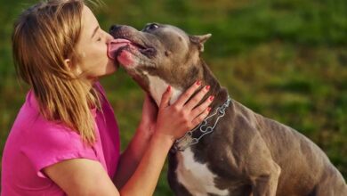 Dog Licking Side Effects: कुत्ते का काटना ही नहीं चाटना भी है खतरनाक, खुद से दूर रखें पेट्स